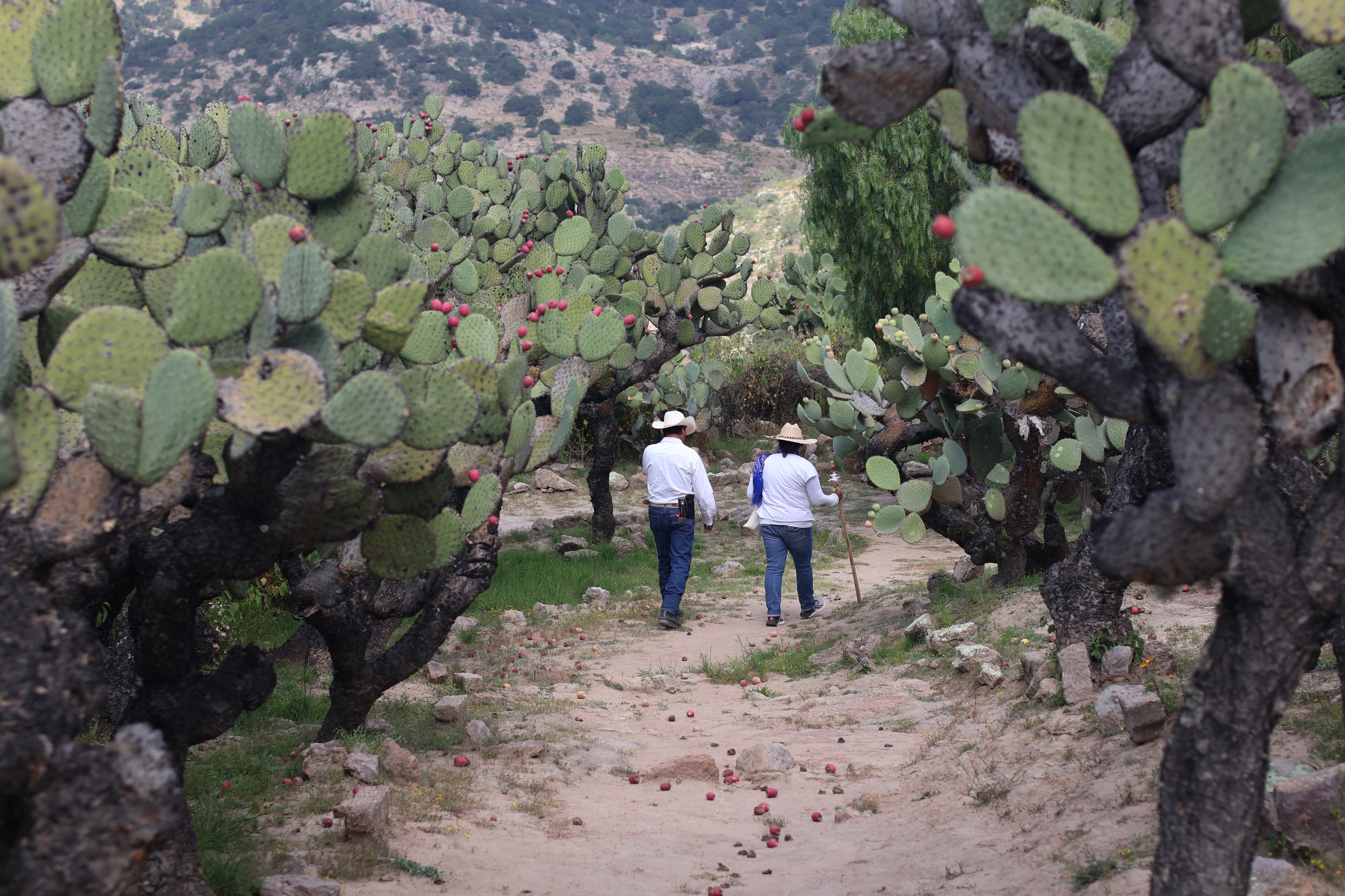 PAISAJE SENDA DEL ARRIERO